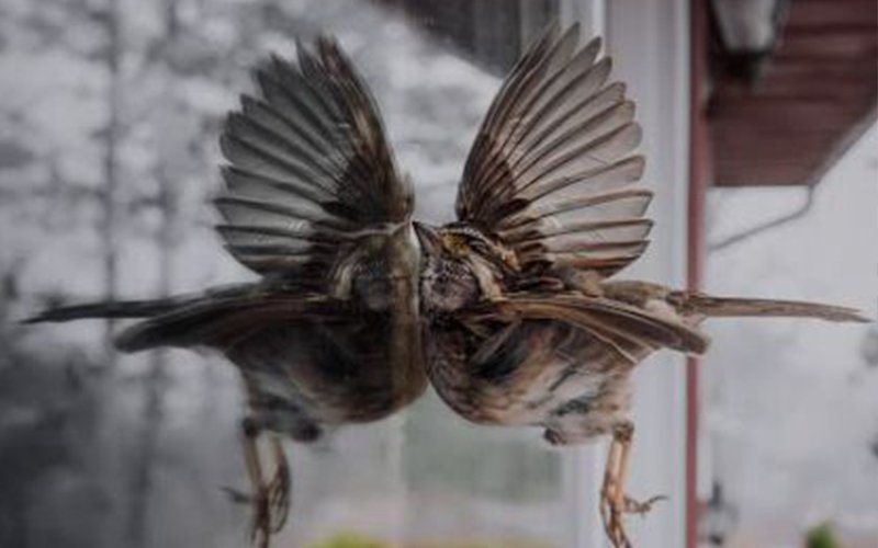 Window Film for Your Home